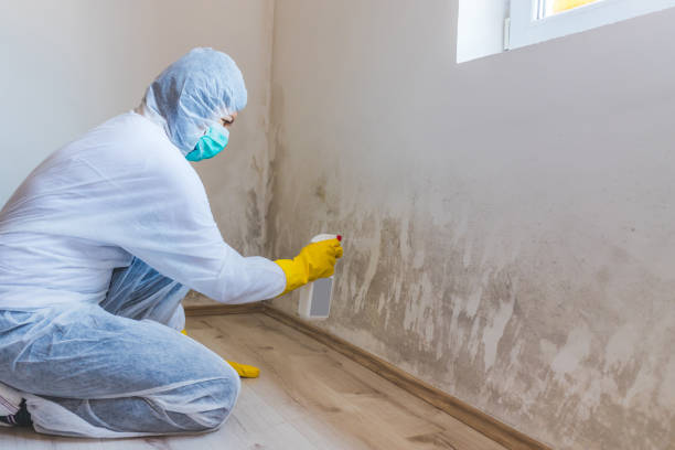 Licensed Mold Testing service in Osprey, FL - WQB Mold Removal