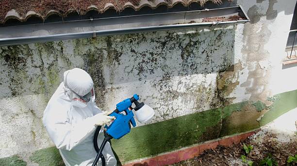 Top rated local Mold Testing specialists in Osprey, FL